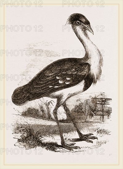 Black-headed Bustard