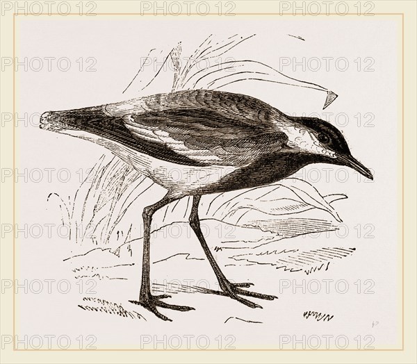 Spur-winged Plover