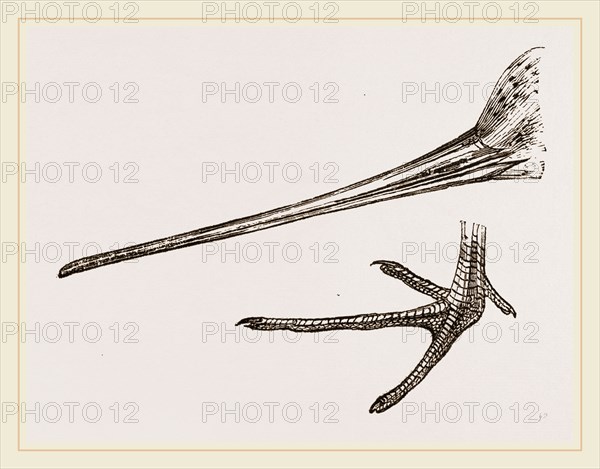 Beak and Foot of Black-tailed Godwit