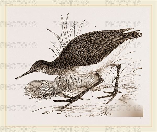 Ruff in winter Plumage