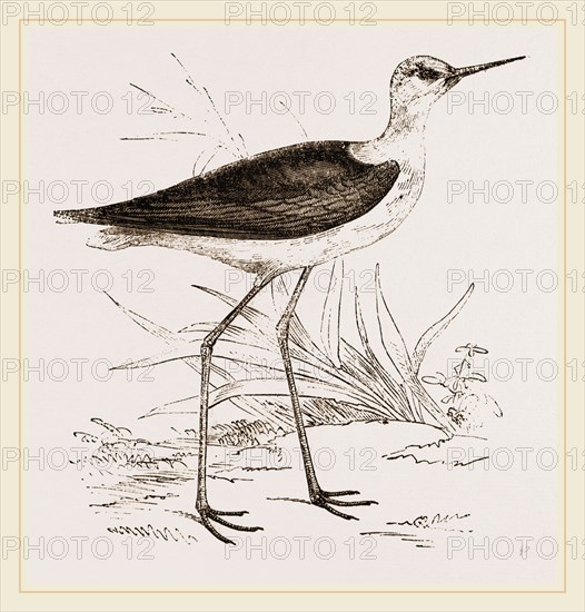 Black-winged Stilt Plover