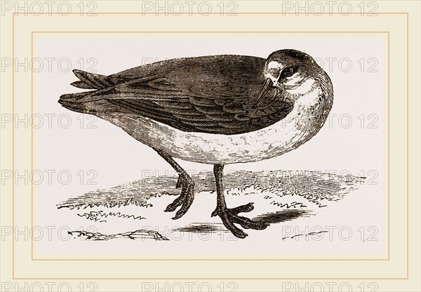 Grey Phalarope Winter Plumage