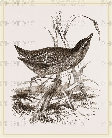 Spotted Crake