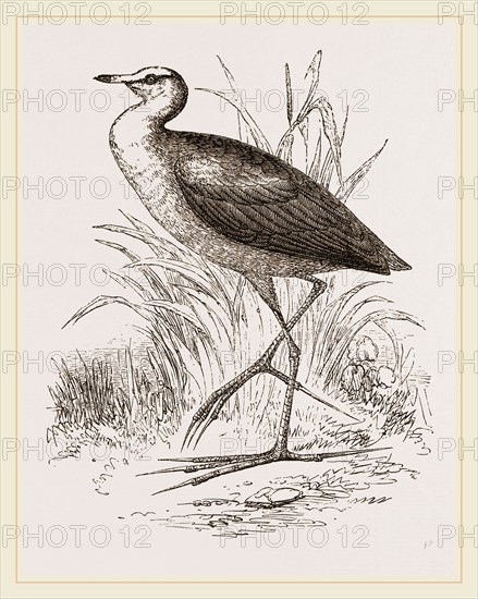 African Jacana