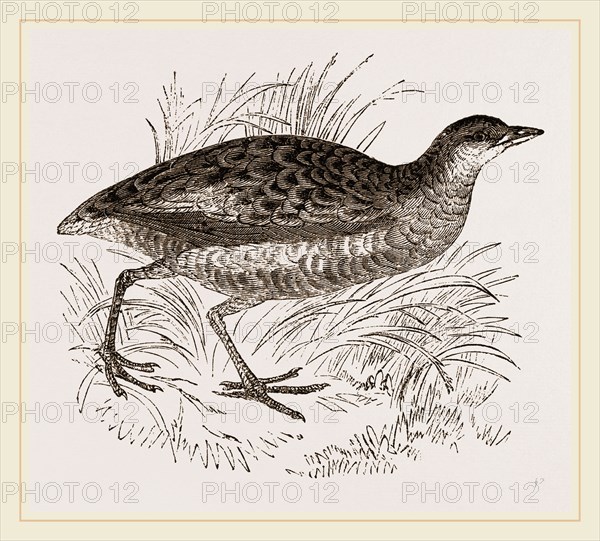 C orn-Crake