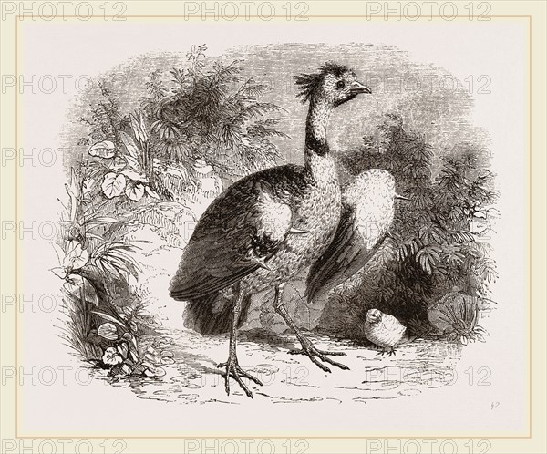 Crested Screamer and Young