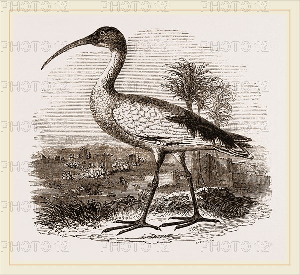 Sacred Ibis