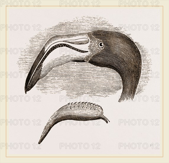 Head and Tongue of Flamingo