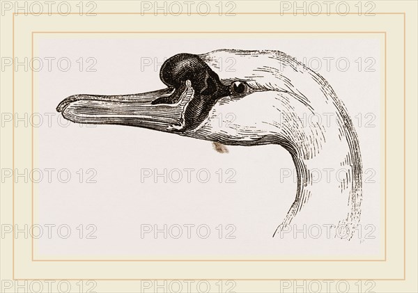 Head of Tame Swan