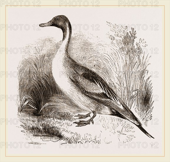 Pintailed Duck