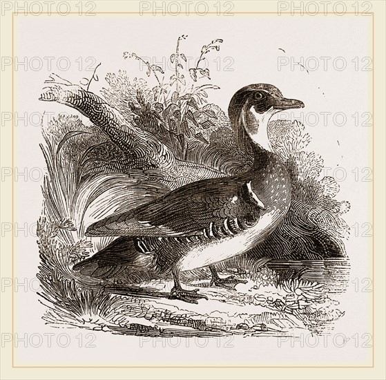 Summer Duck