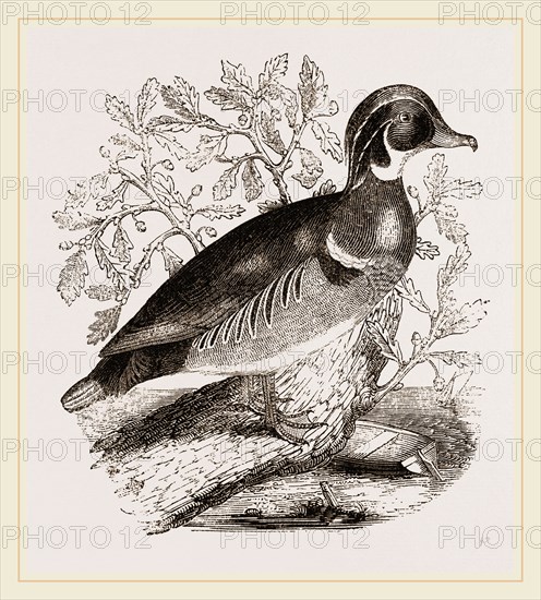 Summer Duck