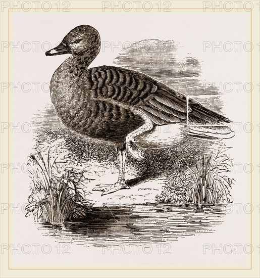 Beau Goose