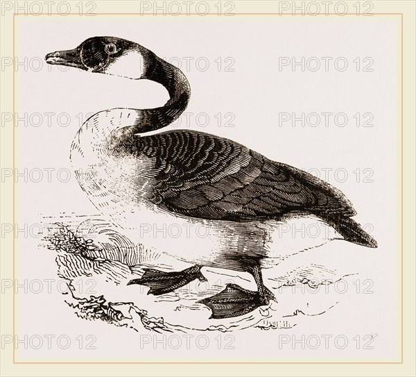 Canada Goose