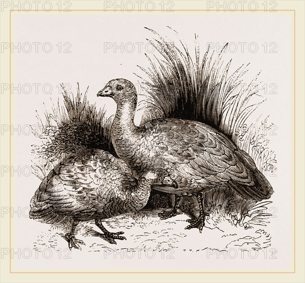 Cereopsis Geese