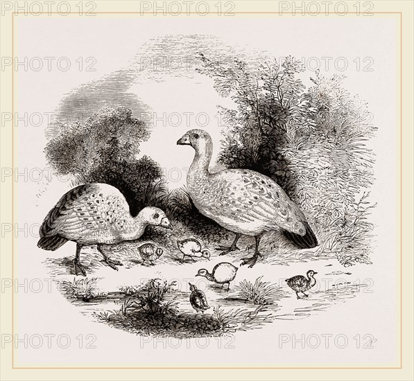 Cereopsis Geese and Young