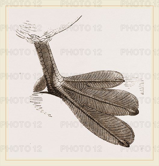 Foot of Grebe