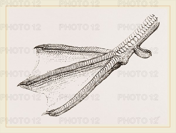 Foot of Merganser