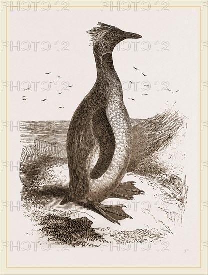 Crested Penguin