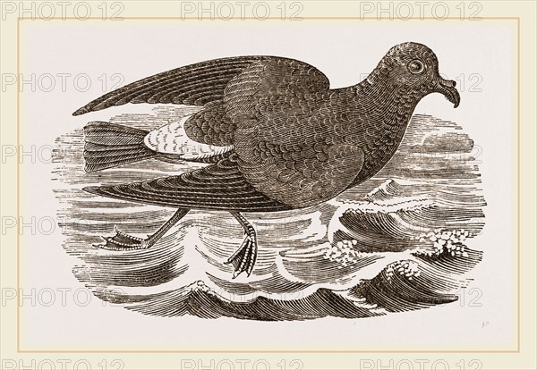 Stormy Petrel