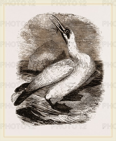 Gannet
