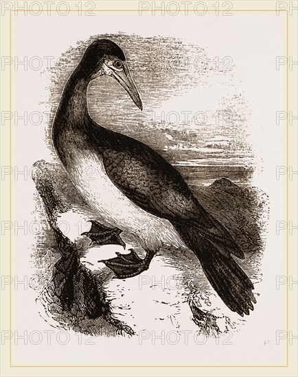 Booby or Brown Gannet