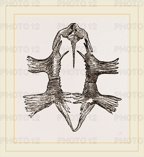 Sternum of Loggerhead Turtle