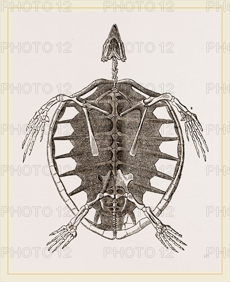 Skeleton of Loggerhead Turtle