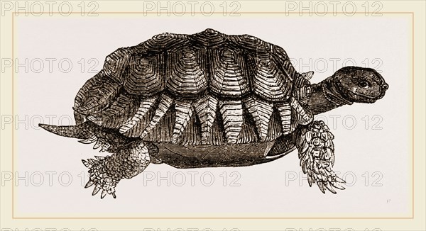 Furrowed Tortoise