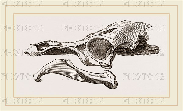 Skull of Matamata