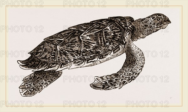 Hawk's bill Turtle