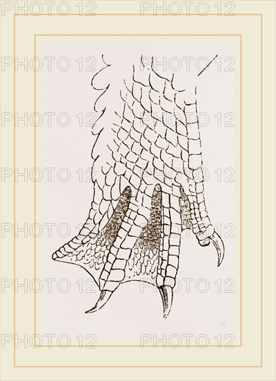 Hind-Leg of Crocodile