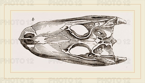 Skulls of Crocodile and Caiman