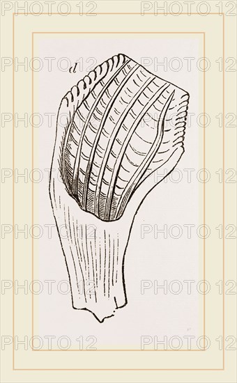 Teeth of Fossil Iguanodon