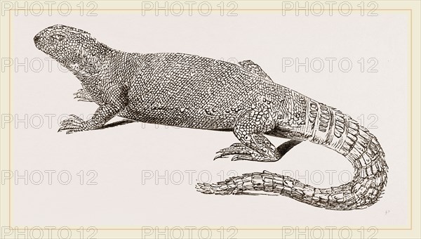 Spine-footed Stellio