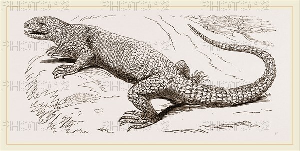 Common Stellio