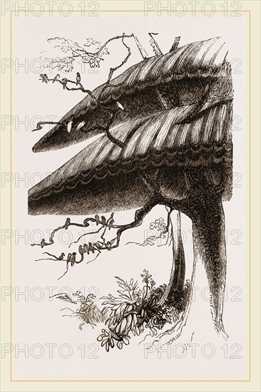 Nests of Sociable Weaver-Birds