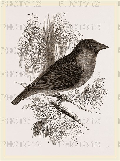 Sociable Weaver-Bird