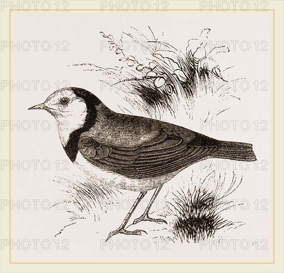 White fronted Ephthianura