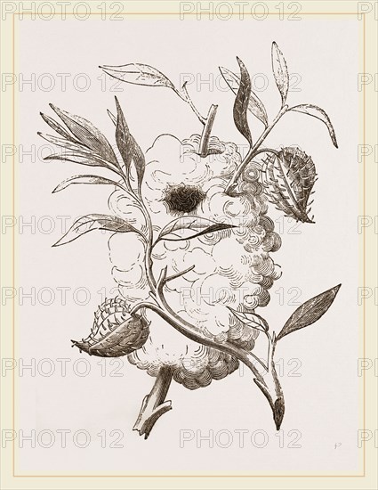 Nest of Capocier