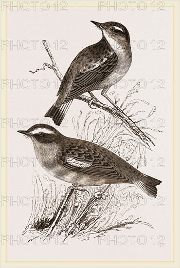 Whinchats