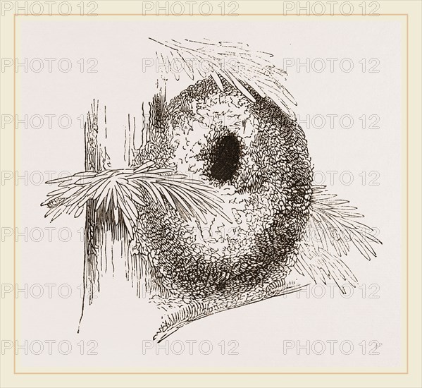 Nest of Long-tailed Titmouse