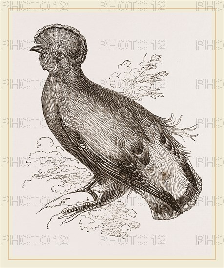 Cock of the Rock