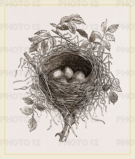 Nest of Butcher-bird