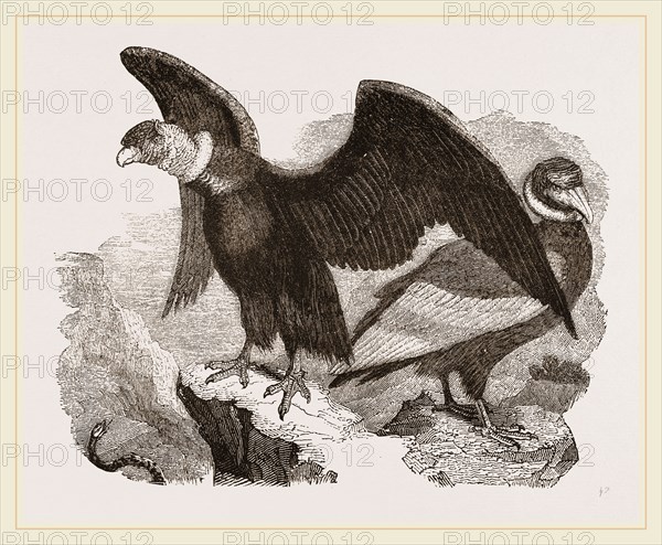 Condors