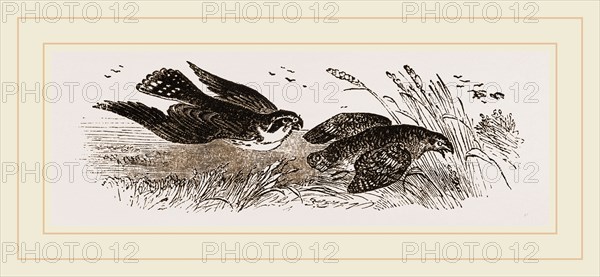 Peregrine Falcon and Partridge