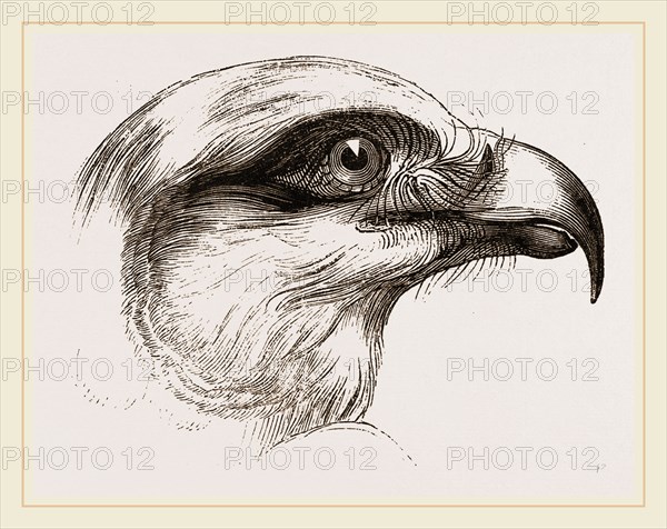 Head of Short toed Circaetus