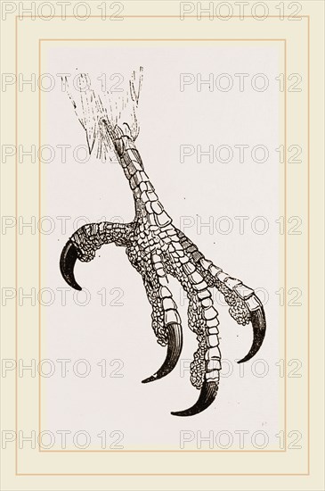 Foot of Aquiline Ibycter
