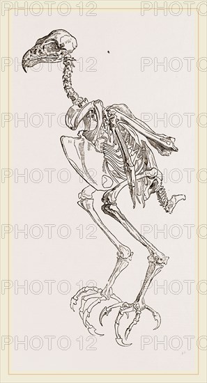 Skeleton of Hawk