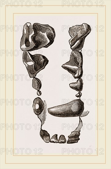 Teeth of Skunk